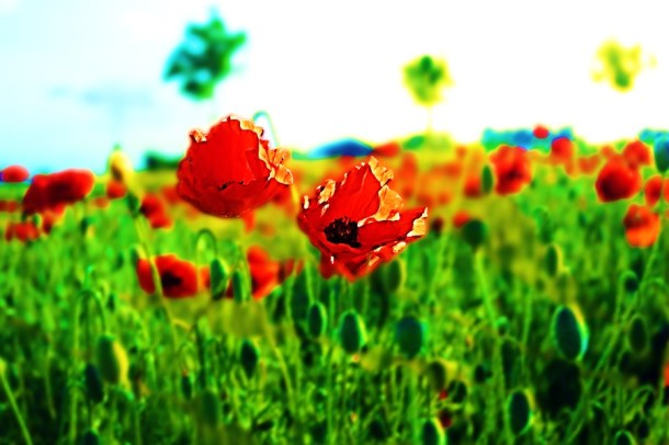 artwork-poppies