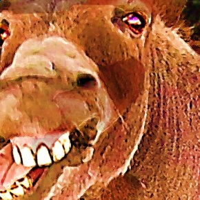 The donkey’s not for&nbsp;stalking