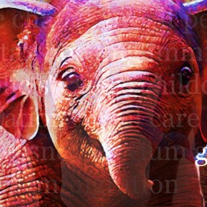 Calling all cliches: Election&nbsp;elephants